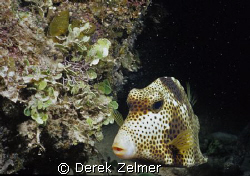 Spotted trunkfish, night snorkel. Nikonos V. by Derek Zelmer 
